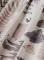 saty--scotch--soda_10147_27330.jpg